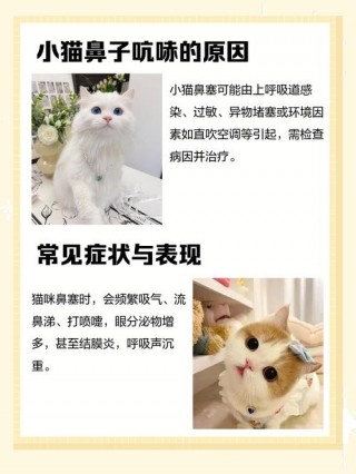 猫咪发出呼呼的声音，（猫咪发出呼呼呼的声音）