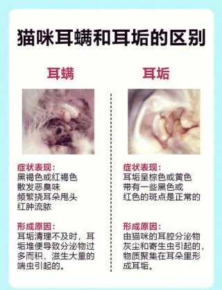 猫咪为什么有耳螨，（猫抓耳朵就是耳螨吗）
