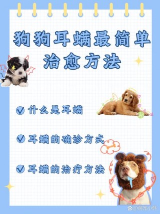 狗狗耳朵痒怎么办，（狗狗耳朵痒怎么办但很干净呢）
