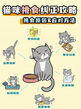 猫猫不吃猫粮？猫猫不吃猫粮吃鸡胸肉怎么办（最新）