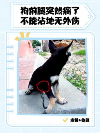 狗狗脚瘸了怎么办，狗脚瘸了能恢复吗？