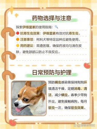 狗狗螨虫除去最快方法？狗狗螨虫用什么药比较好的方法（最新）