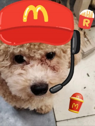 蛋糕狗狗能吃吗，蛋糕狗狗能吃吗有营养吗？