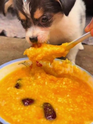 狗狗可以喝南瓜粥吗，（狗狗能喝南瓜稀饭吗）