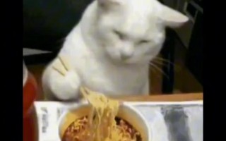 猫咪能吃面条吗，（猫咪能吃面条吗熟透的）