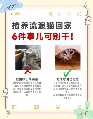 捡回来的猫咪怎么养，捡回的猫怎么处理？