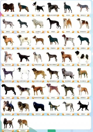 狗狗的种类有哪些？狗狗的种类有哪些品种（最新）