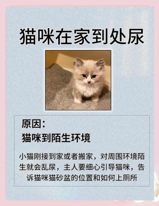 猫咪在床上尿的应对办法，（被猫尿过的棉被还能用吗）