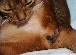 猫咪生产需要多长时间，（猫咪生产多长时间才算正常）