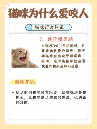 小猫咪老是咬人怎么办，小猫老是爱咬人怎么办？