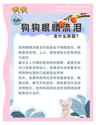 狗狗老流眼泪怎么回事？狗狗流眼泪怎么回事眼周围都是湿的（最新）