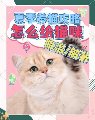 猫咪可以喝冰水吗？猫可以喝冰的东西吗（最新）