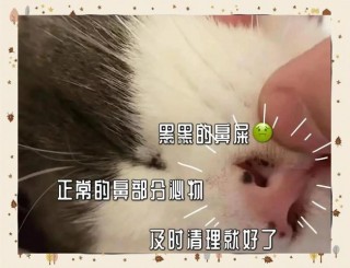 猫咪鼻子里有黑痂，猫咪鼻子里有黑痂是什么原因？