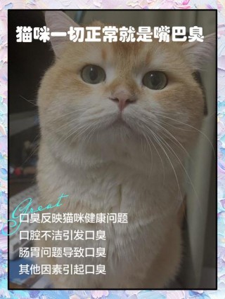 猫咪口臭是怎么回事，（猫咪口臭是怎么了）