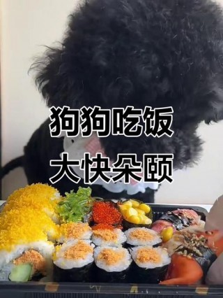 狗狗可以吃寿司吗，幼犬可以吃寿司吗？