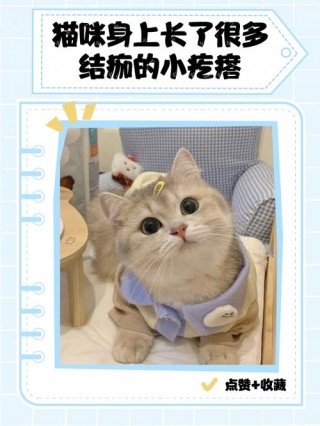 猫咪身上有小疙瘩，猫咪身上有小疙瘩图片？