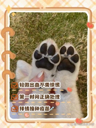 狗狗流血不止怎么办？狗狗出血不止（最新）