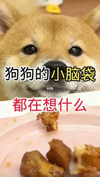 狗狗会想念主人吗，狗会想念家里的人吗？