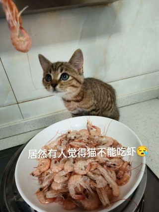 猫咪可以吃鱿鱼吗，猫咪能吃鱿鱼吗？