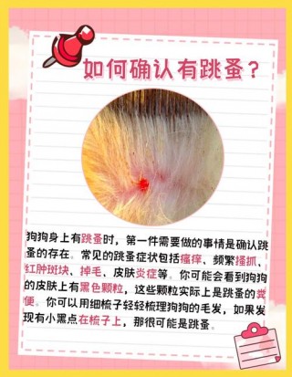 狗狗驱虫是什么意思？狗狗驱虫主要是驱什么虫（最新）