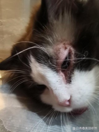 猫咪眼睛突然肿了，（猫咪眼睛突然肿了怎么办）