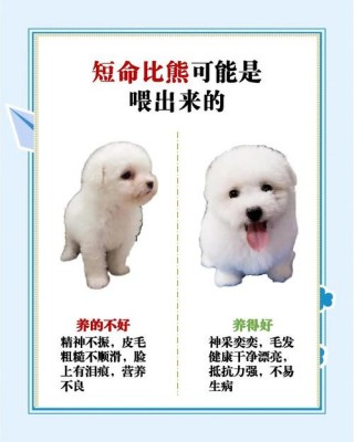 狗狗爱咬东西怎么办，（狗狗总喜欢咬东西怎么办）