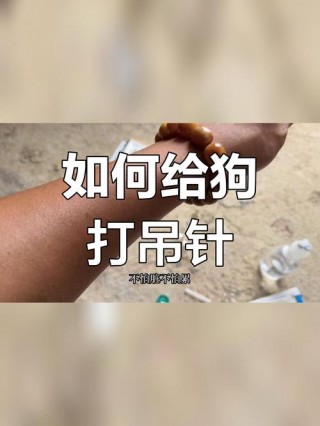 狗狗打针怎么打，狗狗打针打哪个部位？