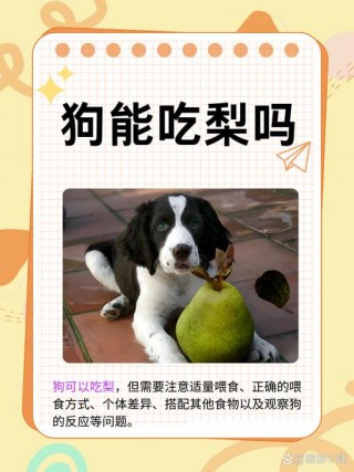 狗狗可以吃梨吗？狗最爱的水果第一名（最新）