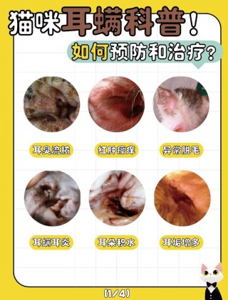 猫咪耳朵痒怎么办，猫咪的耳朵痒怎么帮他缓解？