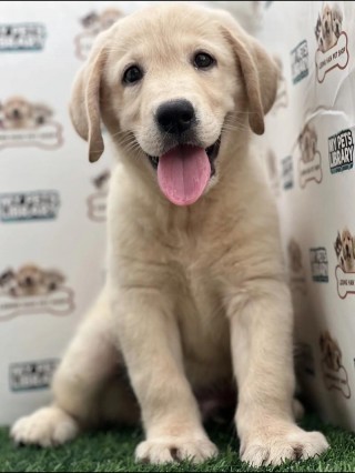 6岁的狗狗还能生育吗？6岁的狗狗还能生育吗视频（最新）