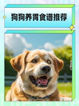 狗狗吃什么养胃？狗狗吃什么养胃又补胃（最新）
