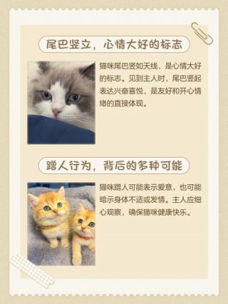 猫咪认主人的表现，猫咪认主的5个征兆？