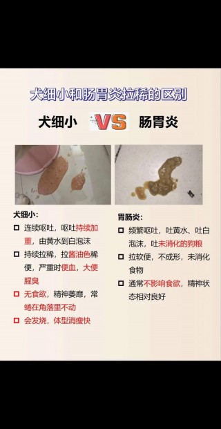 狗狗拉稀不吐是细小吗，狗狗拉稀但不呕吐是怎么回事？