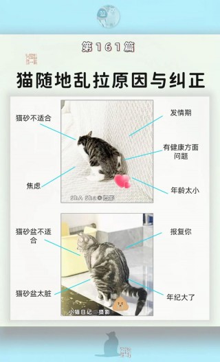 猫猫随地大小便？宠物猫随地大小便（最新）