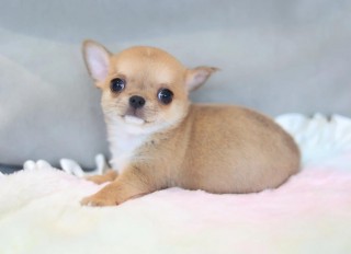 不长毛的狗狗品种，不长毛的狗狗品种多少？