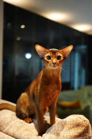 猫咪的智商有多高，猫咪对主人有感情吗？