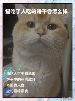 猫咪能吃饼干吗，（猫咪吃饼干吗会怎么样）