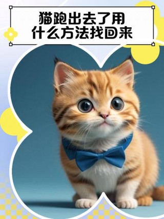 猫咪跑了怎么找回来，（宠物猫跑了）