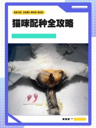 猫咪配种需要多久？猫咪配种多久后生小猫（最新）