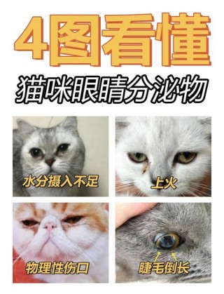 猫咪上火有眼屎怎么办？猫咪上火有眼屎用什么眼药水（最新）