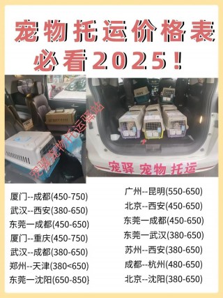 猫咪快递宠物托运公司？托运猫咪的快递公司（最新）