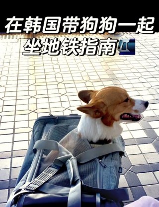带狗狗可以坐地铁吗，（带狗狗可以坐地铁吗北京）