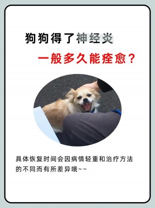 狗狗得脑炎能治好吗，狗狗得了脑炎？