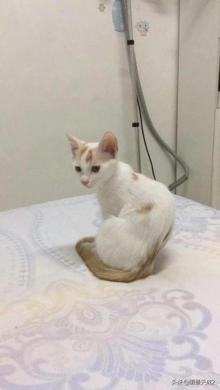 一个月猫咪怎么养？一个月小猫怎么养（最新）