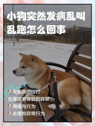 为什么狗狗会突然疯跑？为什么狗会突然疯跑并扑向你（最新）