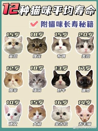 猫咪能活多少年？猫咪能活多少年才能算是十岁（最新）
