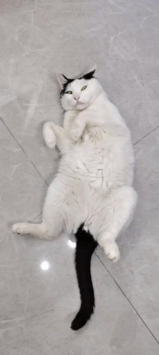 猫咪吃撑了的症状，猫咪吃撑了如何快速消食？