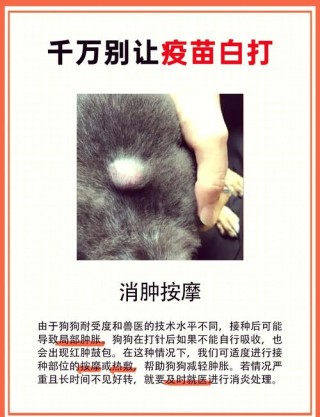 狗狗打疫苗有什么好处，狗狗打疫苗有啥好处？