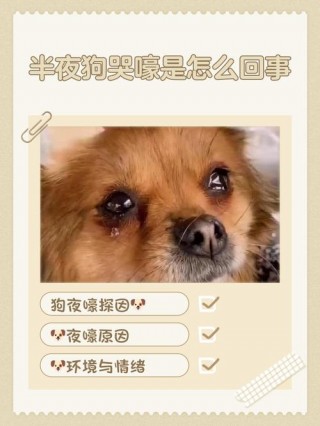 狗狗老是流泪怎么回事，狗经常流泪是什么预兆？