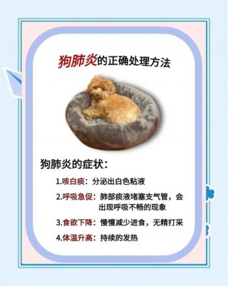 狗狗肺部感染症状，狗狗肺部感染症状及表现？